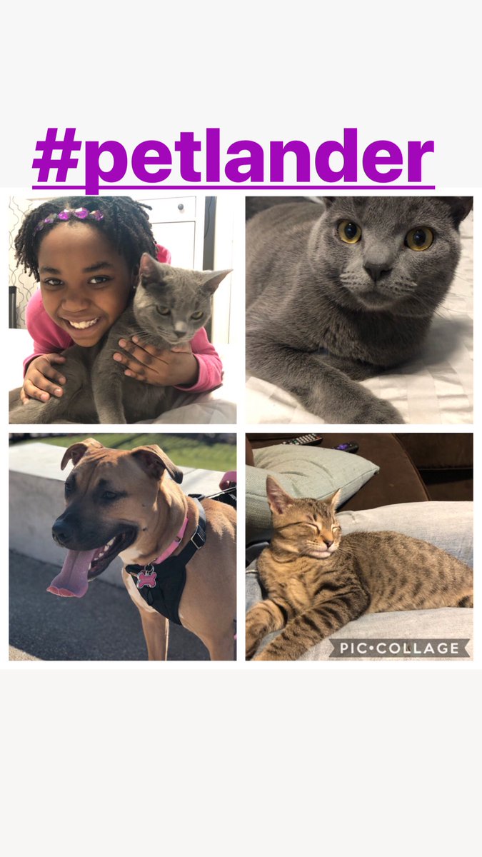 LCurrySpice's tweet photo. @TallShipProds @Outlander_STARZ #petlander #Smokey #Diesel #FoxieRoxie @TallShipProds My daughter Kaiya and her pride and joys! She wants you to know that Smokey has “Hamilton” color eyes. These guys have changed our lives for the better! https://t.co/l98mhwrQGv