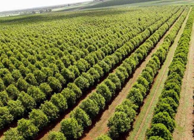 Nuts productionThe climate conditions in the country favours the production of a variety important nuts. Incl Macadamia and Pecan nuts. South Africa is one of the biggest exporters of Macadamia nuts and there lies the opportunity for youth and women...