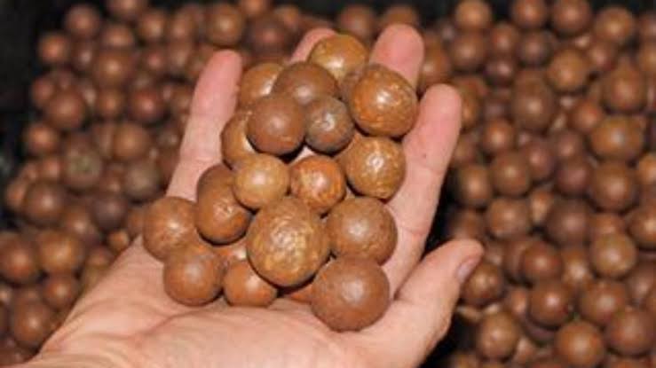 Nuts productionThe climate conditions in the country favours the production of a variety important nuts. Incl Macadamia and Pecan nuts. South Africa is one of the biggest exporters of Macadamia nuts and there lies the opportunity for youth and women...