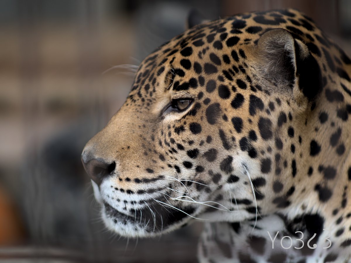 Yo3翼 Pa Twitter かっこいいアスカくんの横顔 ໒ 3 東山動物園 ジャガー