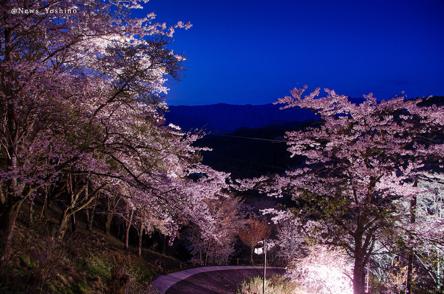 吉野山最新情報 幻想的な夜桜 桜が満開を迎えている 吉野山 下千本では現在桜のライトアップも行われています 写真は先程19時前に撮影 写真で花見 桜 夜桜 奈良 吉野町