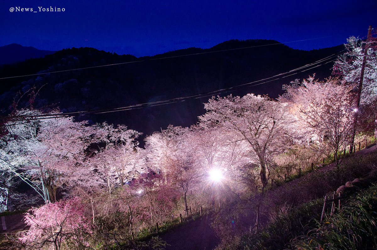 吉野山最新情報 幻想的な夜桜 桜が満開を迎えている 吉野山 下千本では現在桜のライトアップも行われています 写真は先程19時前に撮影 写真で花見 桜 夜桜 奈良 吉野町 吉野山最新情報 幻想的な夜桜 桜が満開を迎えている 吉野山 下千本では現在桜のライトアップも行われています 写真は先程19時前に撮影 写真で花見 桜 夜桜 奈良 吉野町