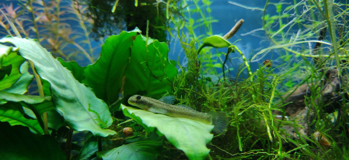 mr_hackquarium's tweet image. Pour ajouter un peu de joie et de beauté à mes derniers (re)tweets, je vous partage cette photo d'un colle-roche, petit gobidé présent dans la Caraïbe et en Amérique centrale  😍
👀 #matoubatank #hackquarium