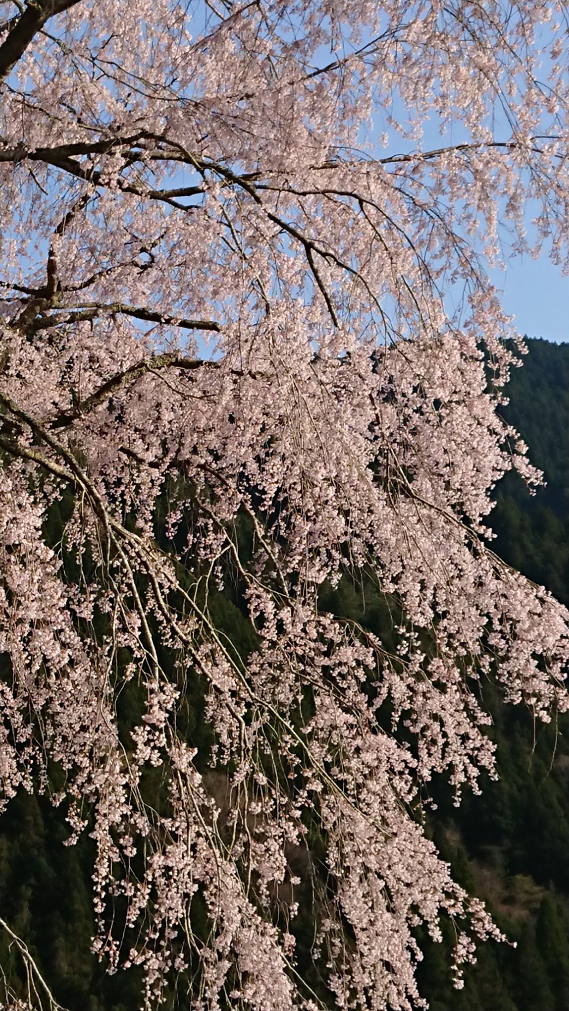 竹下桜 Twitter Search Twitter