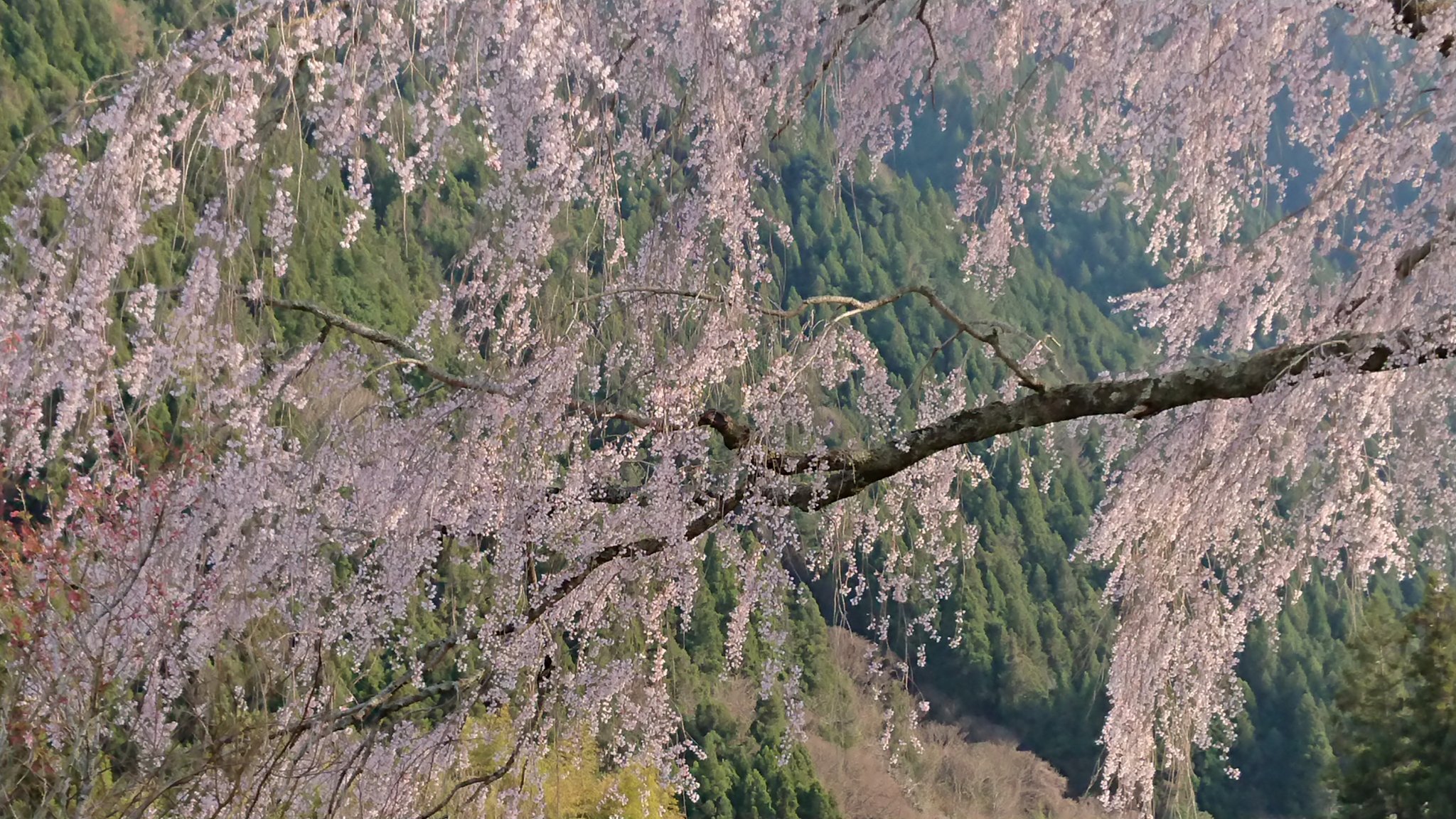 竹下桜 Twitter Search Twitter