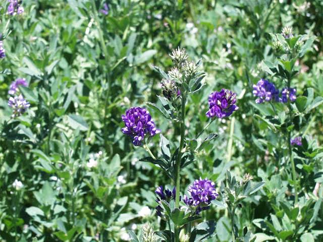 Growing Lucerne for the local and international market (animal feed)With high livestock demand all over the world. There comes the direct demand for Lucerne. Youth and women are encouraged to not only grow but to take hold of the value chain