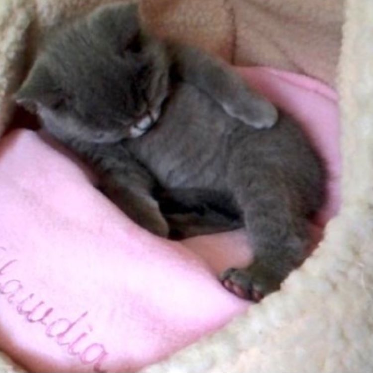 A few #ThrowbackThursday pics of a cute little Clawdia to hopefully help raise a smile 😀 #CatsOfTwitter     🐾❤️🐾