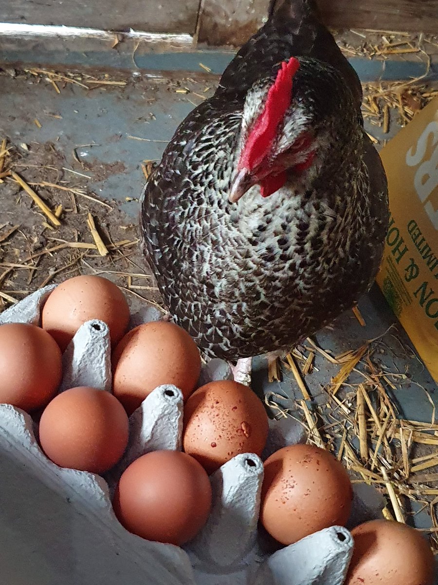 CrossLaneSchool's tweet photo. Wow! Eight eggs from the #crosslane chickens today!!
#chickens #schoolchickens #eggs #emergencyschoolprovision https://t.co/yzchWu0ToB