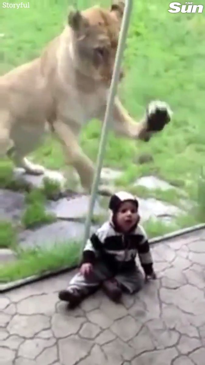 RT @TheSun: Lioness is eager to play with toddler who looks like a zebra https://t.co/aUevZgAM5K