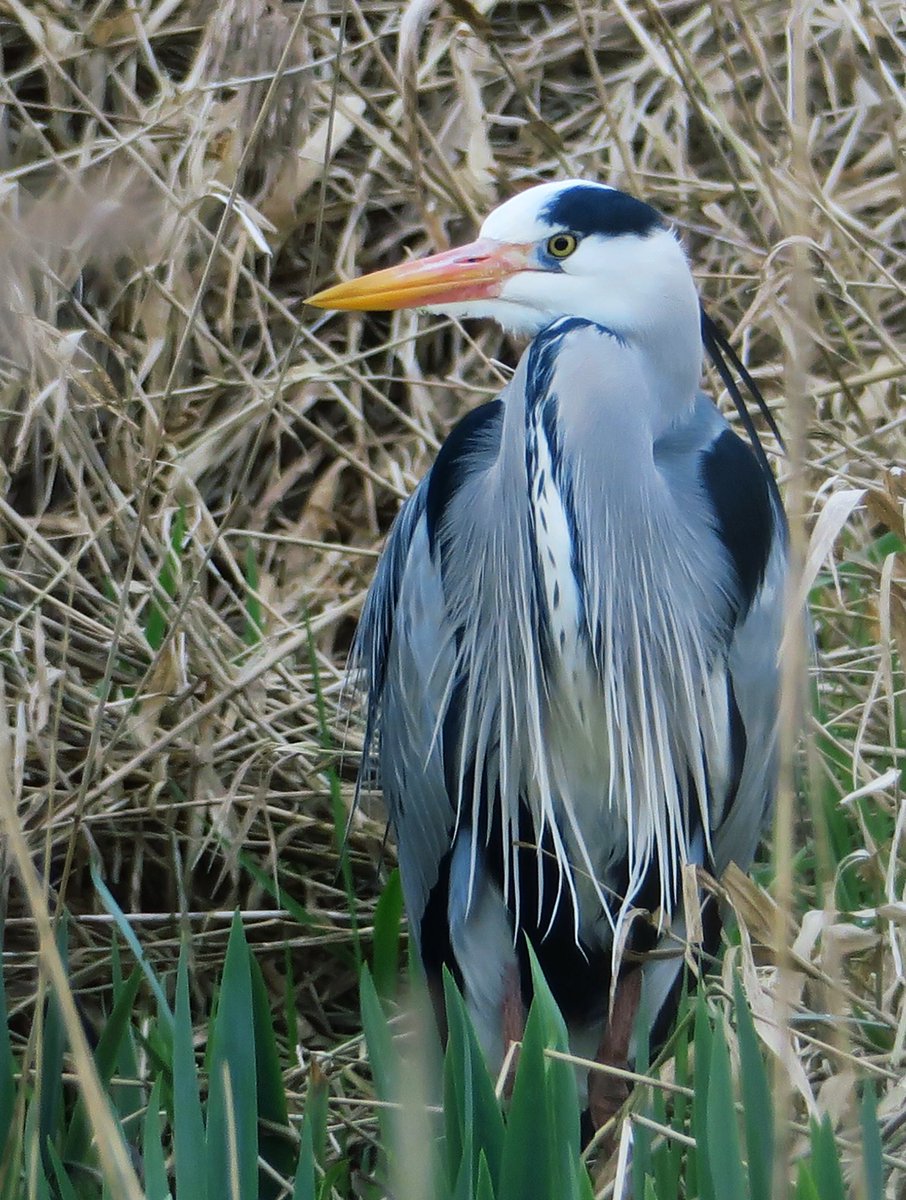 lynda_lambert's tweet photo. #birdtonic @Natures_Voice @Britnatureguide  @DorsetWildlife @RSPBWeymouth 
Thursday’s choice is Grey Heron,  such striking birds. https://t.co/Xmtry5ssxj