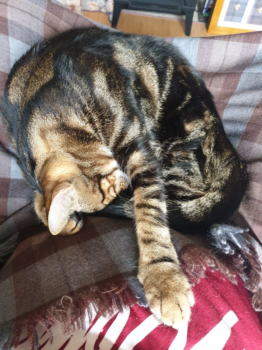 outlandishmin's tweet photo. @TallShipProds @Outlander_STARZ Yes love the extra comfort my mate Jack😻 gives me esp during this #coronavirus #selfisolating elderly 🙄 isolation alone 🇦🇺 today's plonk on my #Outlander laprug was esp delish😽💞 #petlander #TYSM Entire Team #OutlanderS5 really appreciate All. #JamieandClaire #rogerandbree https://t.co/zRh8ykLx2x