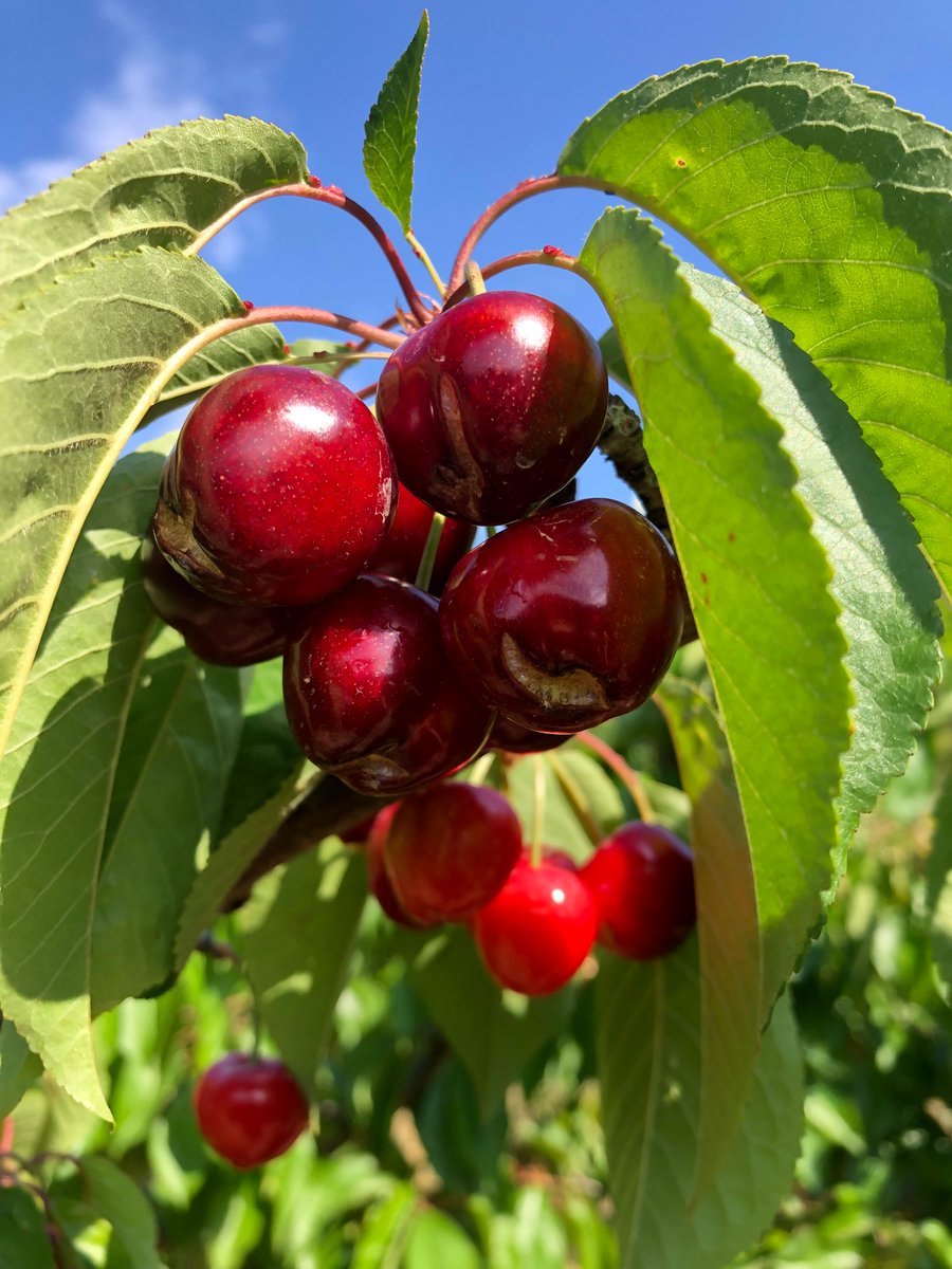 silosdelcinca's tweet photo. Se acerca el momento para aplicar #Greenstim a los cerezos. Es una forma eficaz de reducir los daños por cracking en las cerezas provocado por las lluvias. 🍒🍒#SilosDelCinca https://t.co/epyD9R3cxs https://t.co/OpephiKOc9