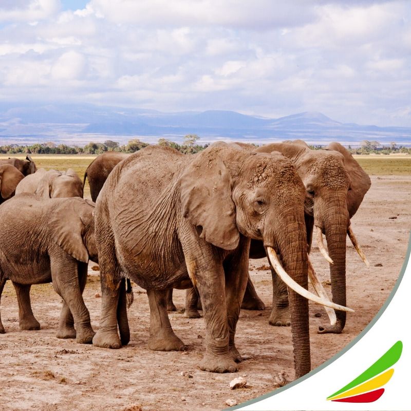 El 1 de julio volveremos a surcar los cielos para llevarte a tu sueño de África y hacer realidad tus grandes pasiones de la forma más segura con #FlyEthiopian.
#WeCare