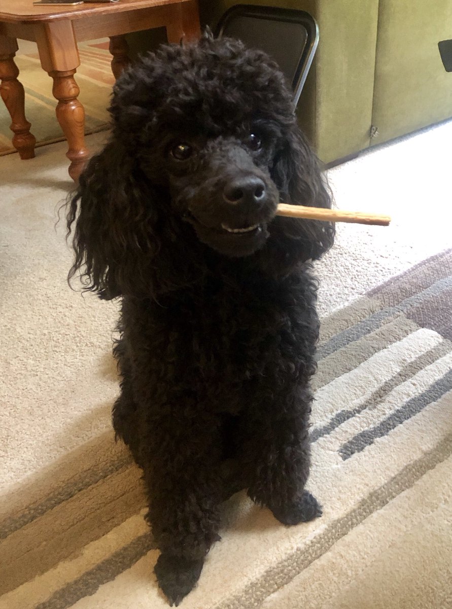 LizReed_palaeo's tweet photo. Just caught her smoking in the staff lounge. Beginning to think she has an issue with authority. #petsofUofA https://t.co/i0niZfJ78G
