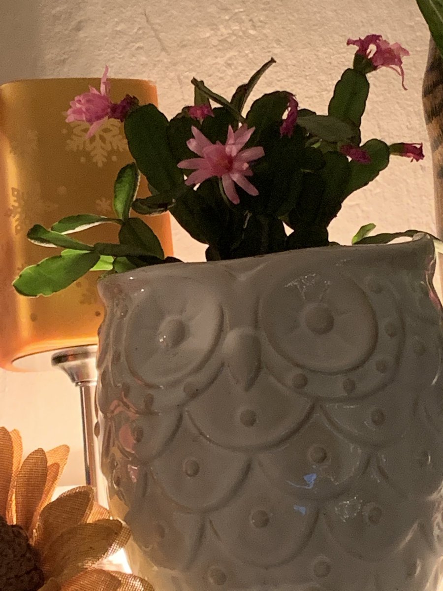 hilsteph's tweet photo. My pink Christmas Cactus ❤️ https://t.co/JY5d2VLshg