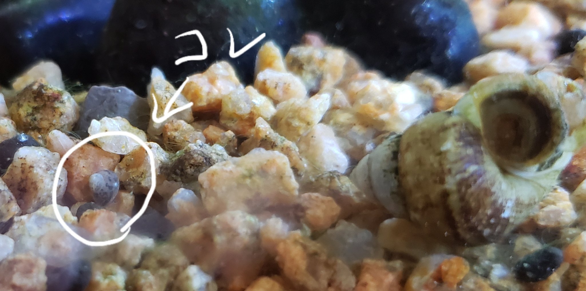 まあや卿 これなんですがヒメタニシの稚貝かなぁ 右のは落っこちてひっくり返ってるタニシ 笑 T Co Otqg1mnijo Twitter