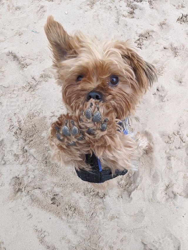 yorkshire terrier dogs trust