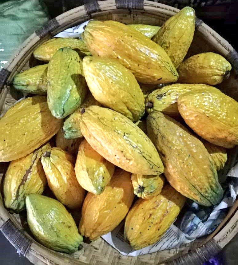 misswezwez's tweet image. The way I&apos;m excited for June&apos;s harvest...literally can&apos;t contain the excitement... 1 pod 2 pods 3 pods 4 #QueenCocoa

#cocoa #cocoafarmer #agripreneur