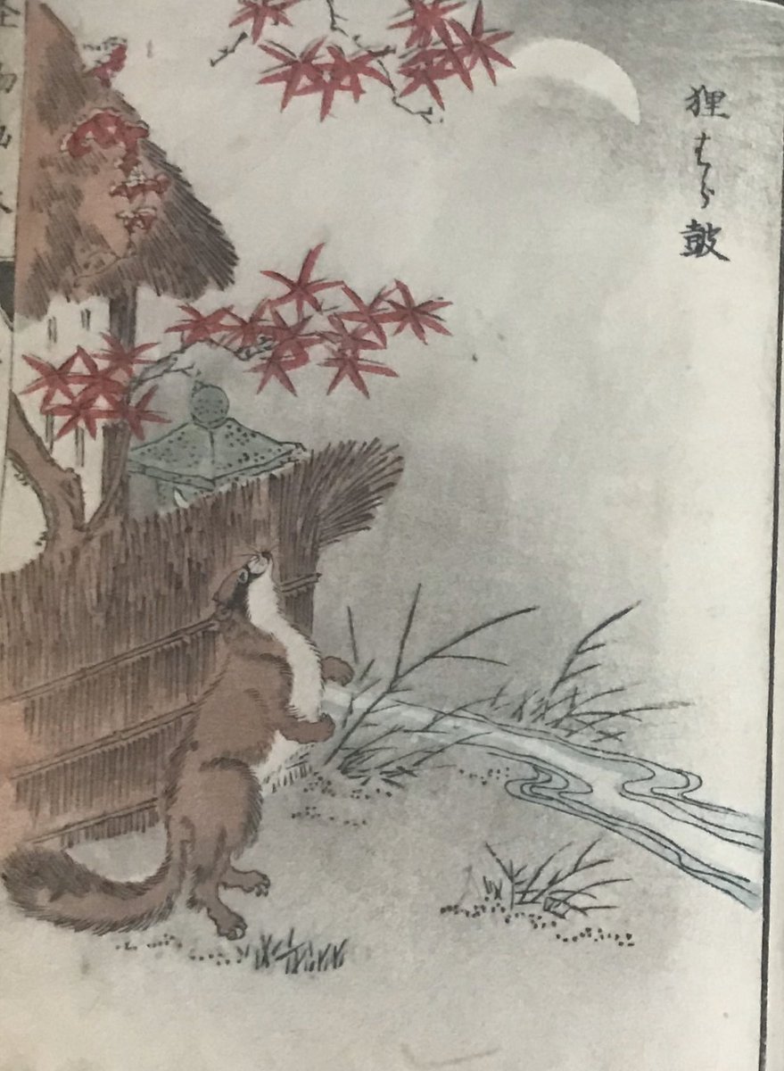 前田 Twitterissa 妖怪 狸 可愛いから 狸を貼ります 可愛いけど 妖怪扱いです 狸はら鼓 狸ノ坊 袈裟を着た狸 タイトル不明 前田家所蔵 怪物画本 明治の本 タイトル不明 より出典 前田 Twitterissa 妖怪 狸 可愛いから 狸を貼ります 可愛いけど 妖怪扱いです 狸はら鼓 狸ノ坊 袈裟を着た狸 タイトル不明 前田家所蔵 怪物画本 明治の本 タイトル不明 より出典