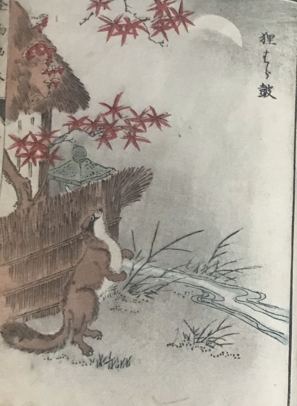前田 Twitterissa 妖怪 狸 可愛いから 狸を貼ります 可愛いけど 妖怪扱いです 狸はら鼓 狸ノ坊 袈裟を着た狸 タイトル不明 前田家所蔵 怪物画本 明治の本 タイトル不明 より出典 前田 Twitterissa 妖怪 狸 可愛いから 狸を貼ります 可愛いけど 妖怪扱いです 狸はら鼓 狸ノ坊 袈裟を着た狸 タイトル不明 前田家所蔵 怪物画本 明治の本 タイトル不明 より出典