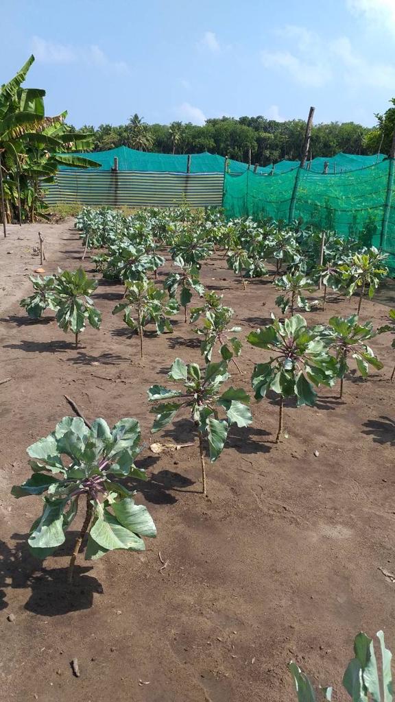 Hi, we're increasing production at Kandhoo Farm. Stay tuned for updates on our efforts, products, and price.  Stay home, stay positive. :) <a href="/fishagri/">fishagri</a> #foodsecurity #maldives