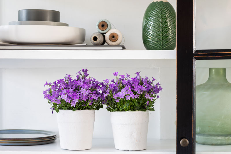 Woonplant van de maand april '20 is de Campanula, ook wel klokjesplant genoemd. 
De Campanula wordt niet alleen ingezet als woonplant, maar als de temperatuur het toelaat ook als tuin- en terrasplant...mooi toch?