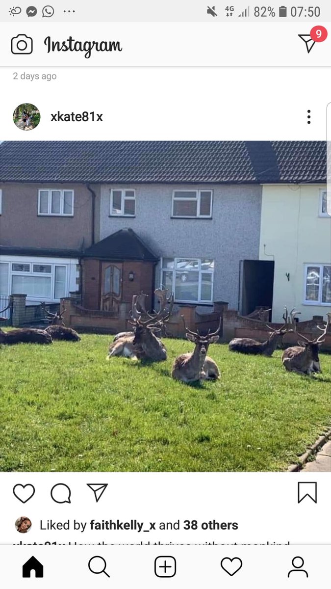 AngieWood_'s tweet photo. Deers moved into my local neighbourhood...#coronadeers #backtonature https://t.co/FV8rthW5Al
