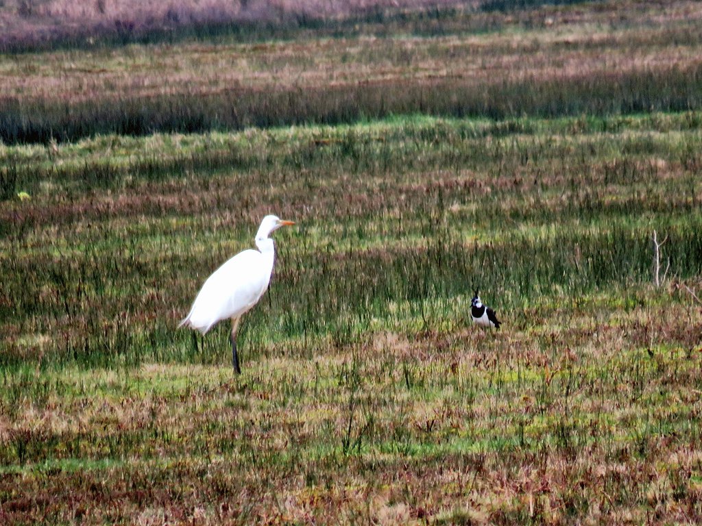 thinkincreativ1's tweet photo. #kieviet #zilverreiger #lapwing #egrit #birdphotography #Vogelvoorjaar https://t.co/UKwuqcSbKW