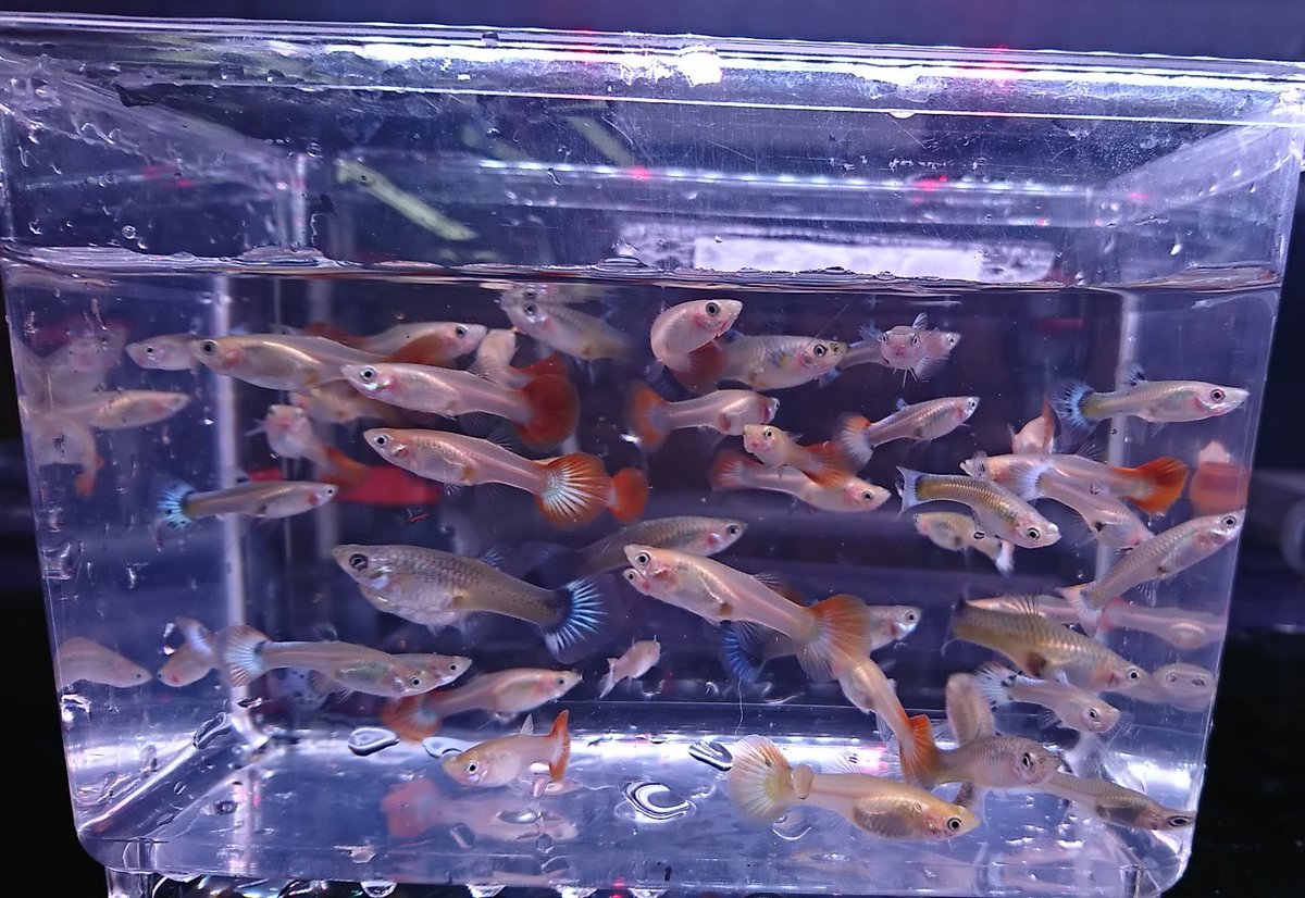 ペッツ マム鎌田店 ミックスグッピー オス メス アフリカンシクリッド