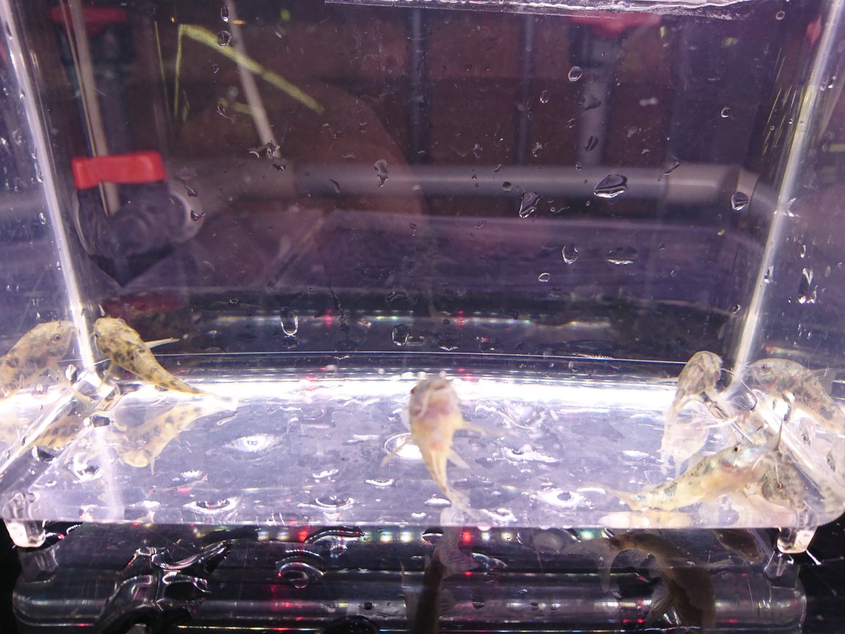 ペッツ マム鎌田店 ミックスグッピー オス メス アフリカンシクリッド