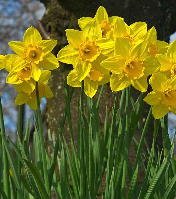 kateburrowspt's tweet photo. Daffodils, the flower of spring. Enjoying living in the moment and being grateful for the small things
.
.
.
#kbpt #springtime #spring #flowers #blossom #daffodils #begrateful #stayhome #corona #personaltrainer #fit #beactive #keephealthy https://t.co/iCr37YpMFw