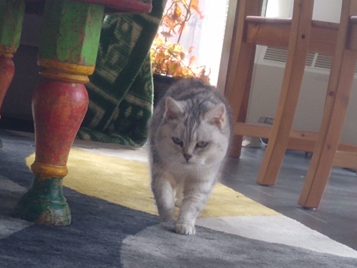 SvanEven77's tweet photo. Day 10: Chanel is coming to help me with my Kit Rich HIIT workout 😺♥️💪🏻👍🏻 #lockdownuk #KitRich #catsonlockdown #CatsOfTwitter https://t.co/ef6Rk3GrJv