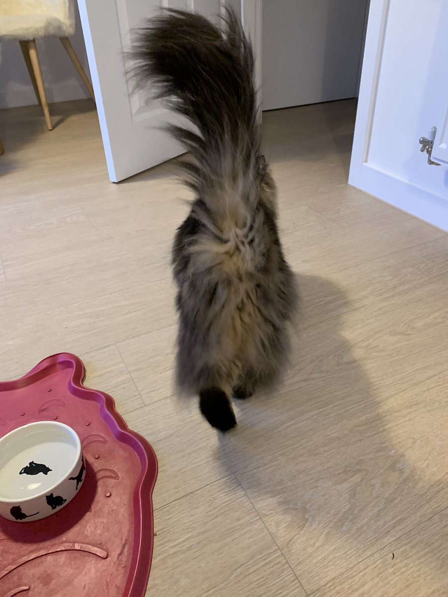 fluffybasil's tweet photo. #fluffyfursday good moin all! I meowed for breakfast & then let mum know actually I wasnโt bothered ๐น๐น @Joeybird @nesjloch @BloomNight2 @Betty_Boo_Kat @Tonithecat32 @Cleo_sMommy https://t.co/qvwLA4teZn