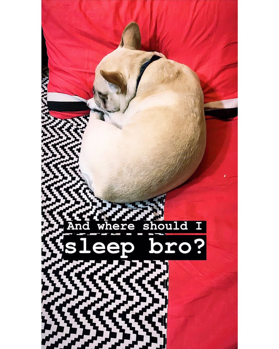 arjitanejaworld's tweet photo. 😍🐶😂 Ok so #Joey just making himself comfy 🤪 #Goodnight #AboutLastNight #APugsLife 

🔁📸 @arjitaneja And where should I sleep bro ? 

#ArjitTaneja #Arjit #AJ #Actor #BahuBegum #Azaan #AzaanAkhtarMirza #Tellywood #Bollywood #Delhi #Purab #KumkumBhagya #Pug #Cute https://t.co/kb83O5MJvr