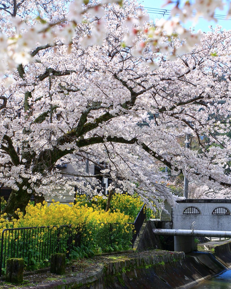 ট ইট র 京都もよう Kyoto Moyou 京都 山科疎水の桜と菜の花 これといったのは撮れませんでしたが せっかくなので 04 02撮影 山科疎水 桜と菜の花 菜の花と桜 疎水 山科 桜 菜の花 サクラ はなまっぷ Wp Flower Inspiring Shot ট ইট র 京都もよう Kyoto Moyou 京都 山科疎水の桜と菜の花 これといったのは撮れませんでしたが せっかくなので 04 02撮影 山科疎水 桜と菜の花 菜の花と桜 疎水 山科 桜 菜の花 サクラ はなまっぷ Wp Flower Inspiring Shot