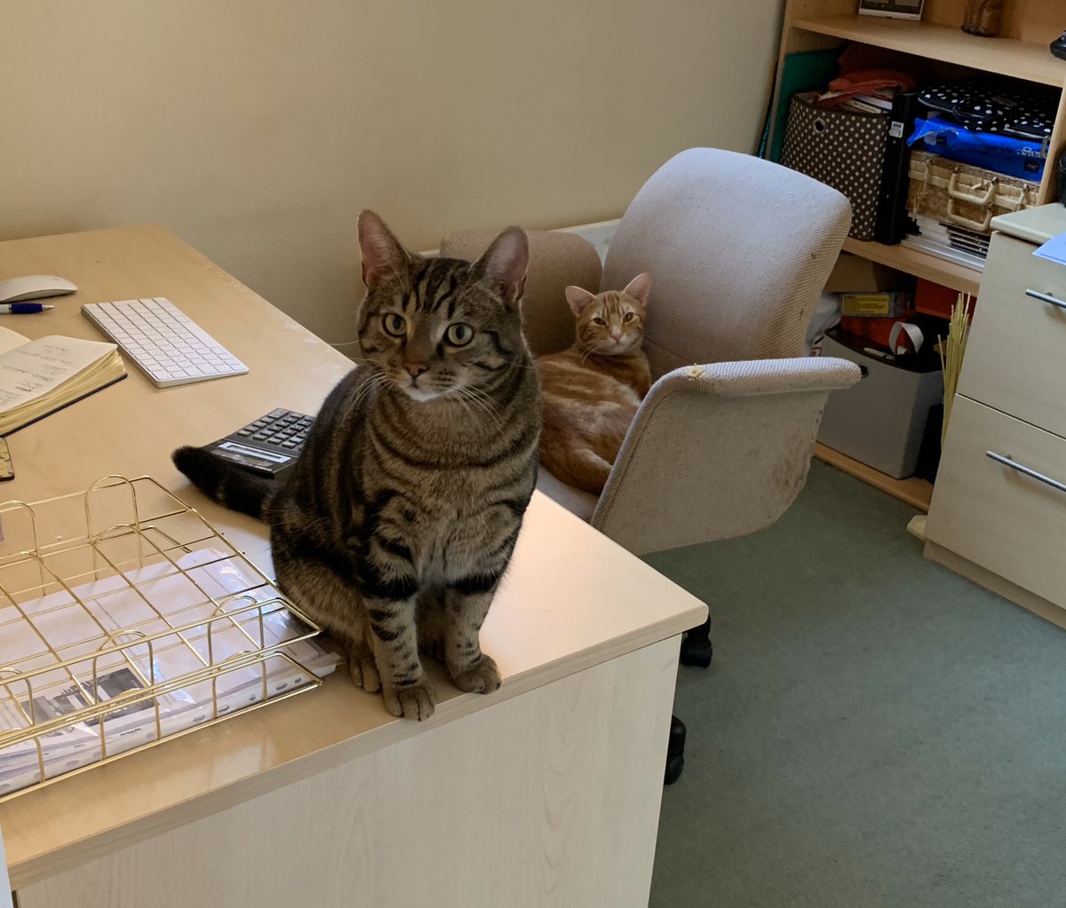 Proving tricky starting work this morning... it was bad enough fighting for workspace with the people in the household! #innocentfaces #workfromhome #valife #weirdcolleagues #workspaceissues