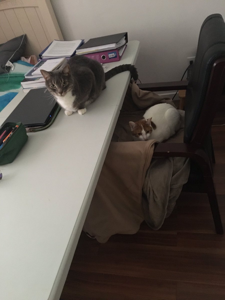 At this house we are all rallying to make sure the <a href="/myNBCC/">New Brunswick Community College</a>  student that lives and learns here is supported. #onlinelearning #makeshiftclassroom #helpfulpets