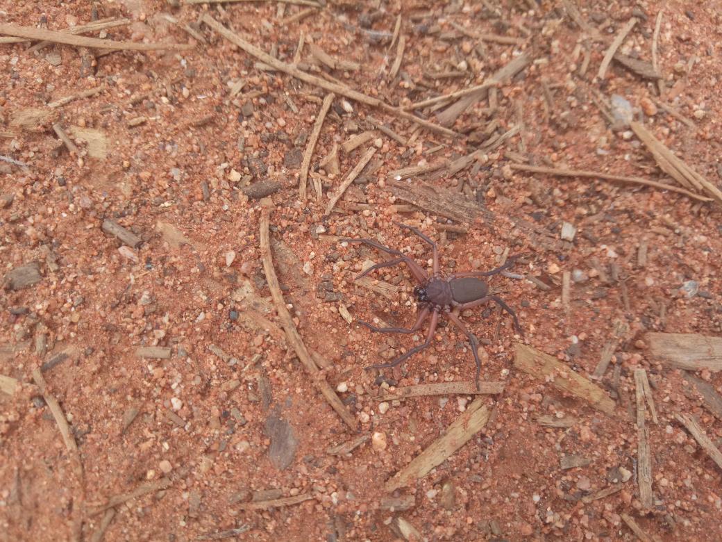 AndreaJ_Oz's tweet photo. Trigger warning: spiders!
This was the first eight-legged friend to visit me in my new place. Jumped out in the bedroom! Who is he? About 4cm across and very lively! @gotlegsmacro can you help? #AliceSprings #spiders #outbackNT https://t.co/8bCDzkiaUh