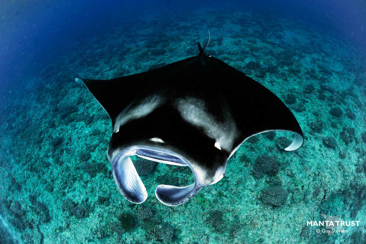 Manta-stic news from #Seychelles! This week, the Seychellois Government declared that 30% (410,000 sq km) of its territorial waters would become #protectedareas, including the home of the Seychelles Manta Ray Project, D’Arros Island and St. Joseph Atoll! <a href="/saveourseas/">Save Our Seas</a> #mantaray