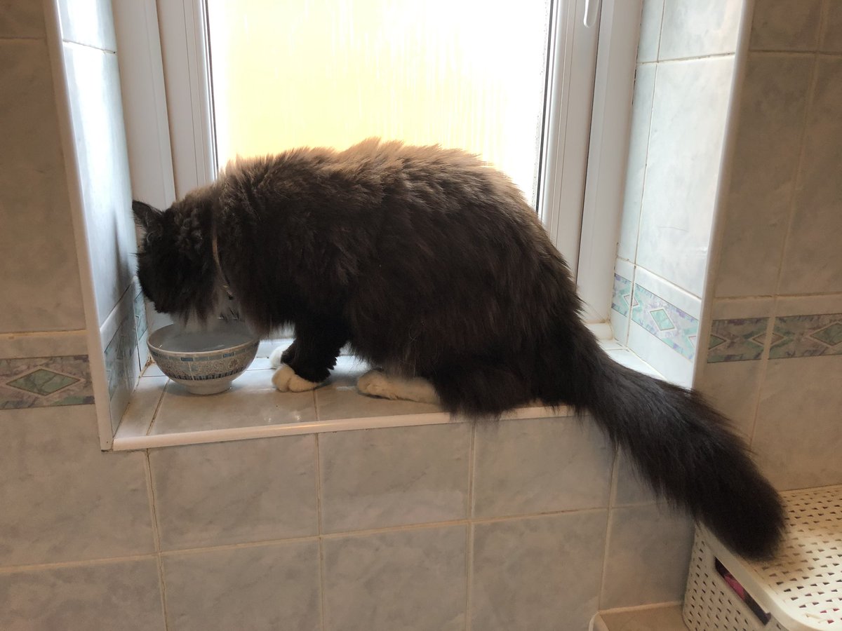 Bertie highlights the importance of staying hydrated #workingfromhome