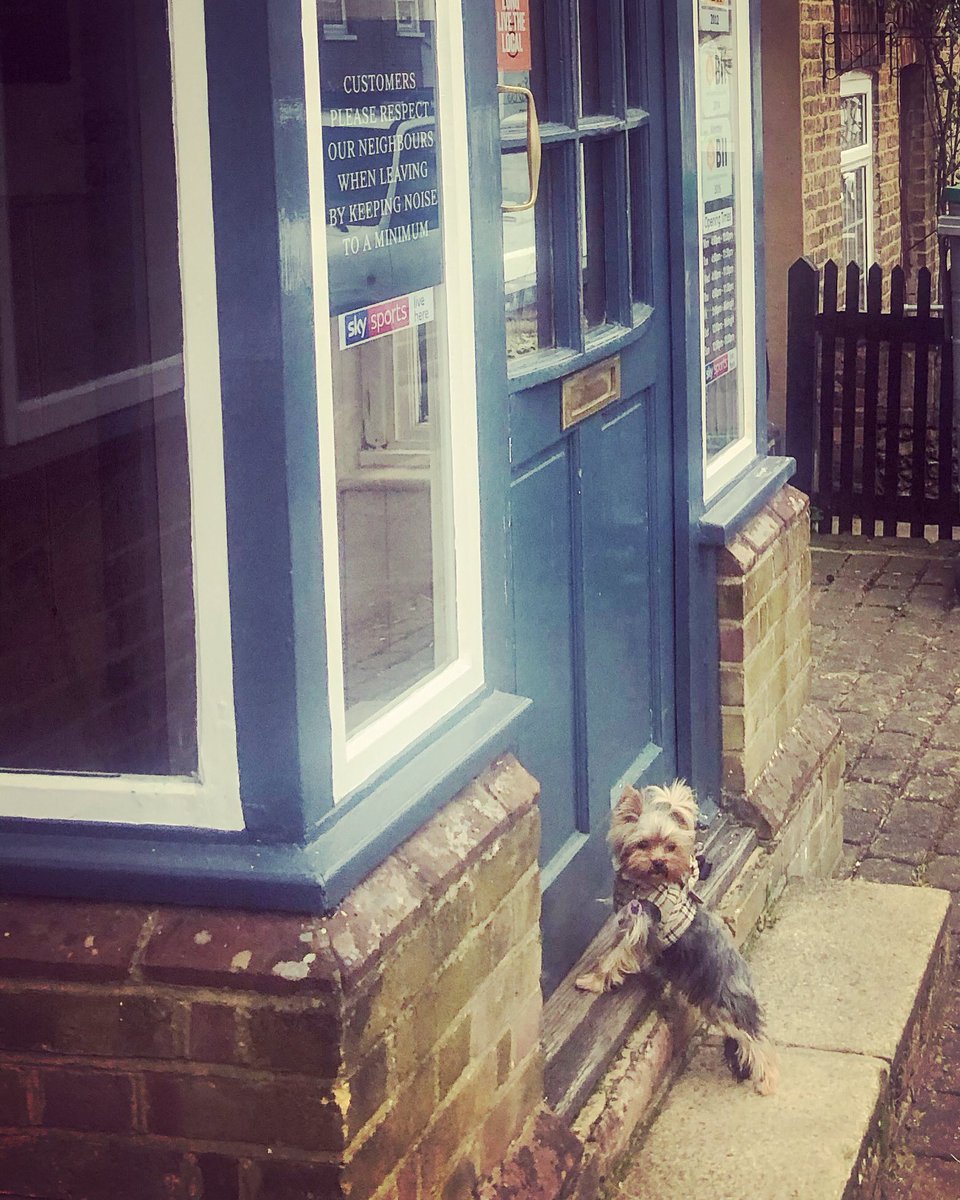 esmetheteacup's tweet photo. “I don’t understand why my local pub is closed??” #lockdown #pubisclosed #needadrink #needtomeetpeople #mylocalpub #bored #fedup #yorkie #teacupyorkie #yorkshireterrier #tinydog #hemelhempstead https://t.co/31pjaFGh22