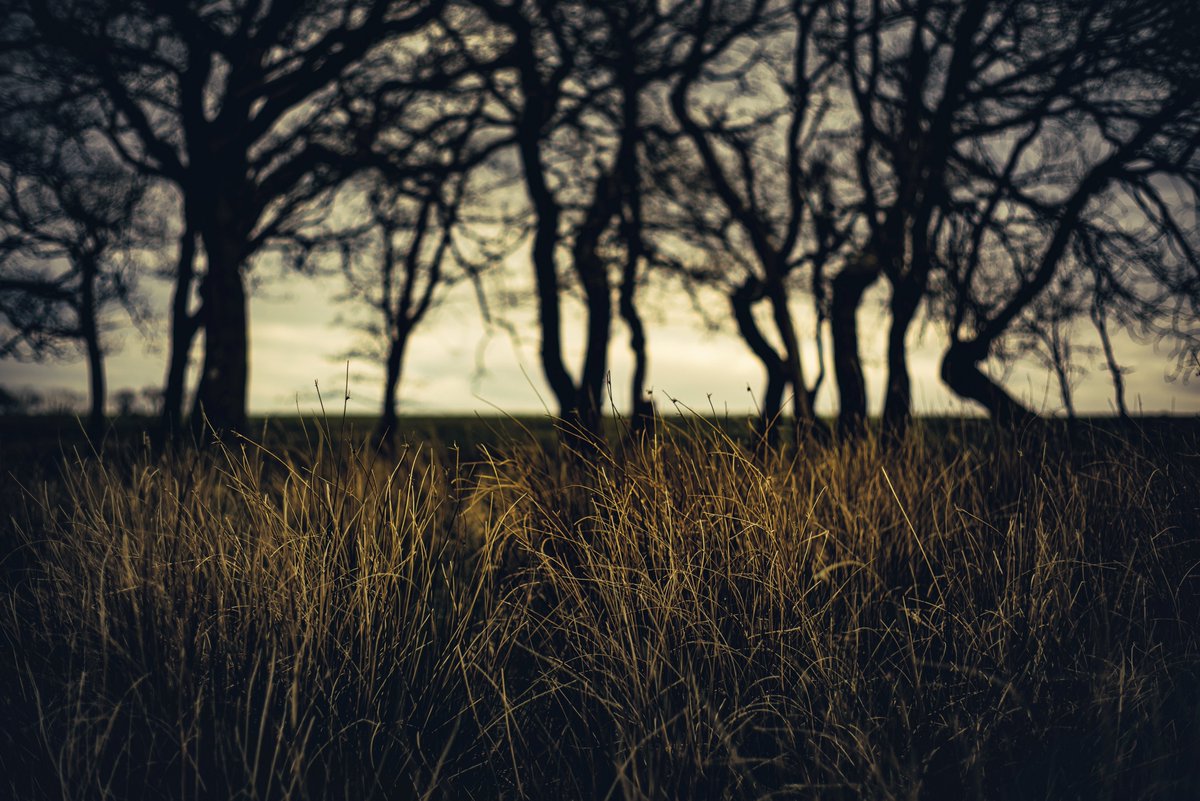 GlavindStrachan's tweet photo. #lockdownphotography having to fix the car today ... dull ... this is from yesterday, wander around some lanes nearby #copse #devon #moody #gnarlytrees #wetlands #farmland #treeline #devonphotographer #landscapephotography #glavindstrachan https://t.co/WFUpFvl2UI