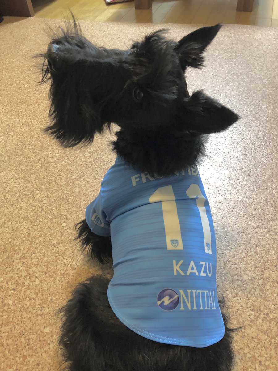 横浜fc 公式 ペットユニフォーム 小型犬には少し大きいmサイズですが 着用イメージのご参考に 着用サイズ Mサイズ 受付締め切りは4月5日 オンラインのみの受注販売となりますのでご注意ください お散歩後は 手洗いうがいを忘れずに
