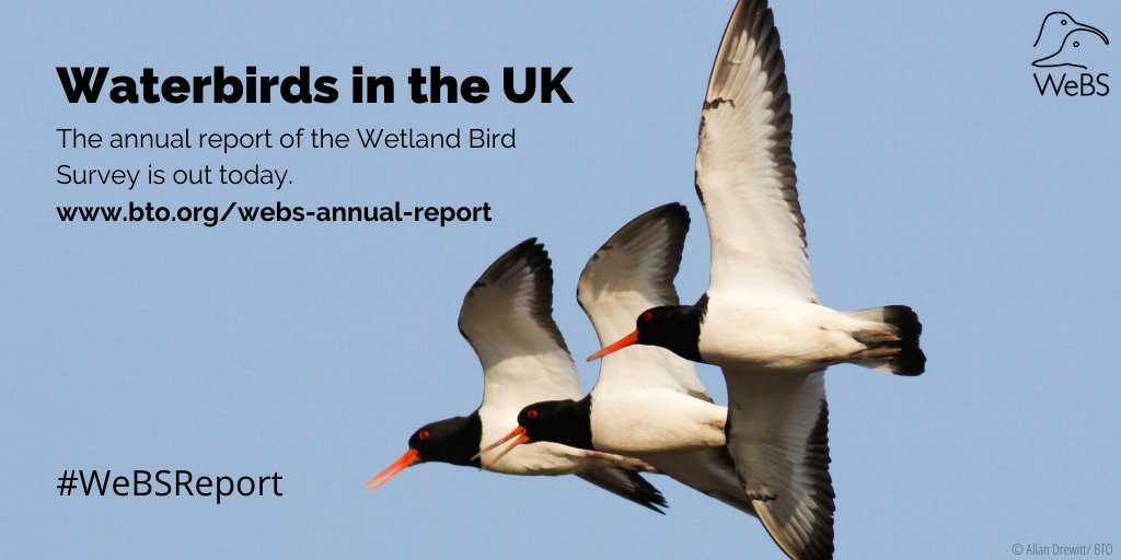 Check out the latest WeBS report, published today, setting out the population trends and conservation needs of the UK's waterbirds: bto.org/webs-annual-re… Follow @WeBS_UK for more headlines #WeBSReport #CitizenScience @JNCC_UK @RSPBScience @WWTconservation