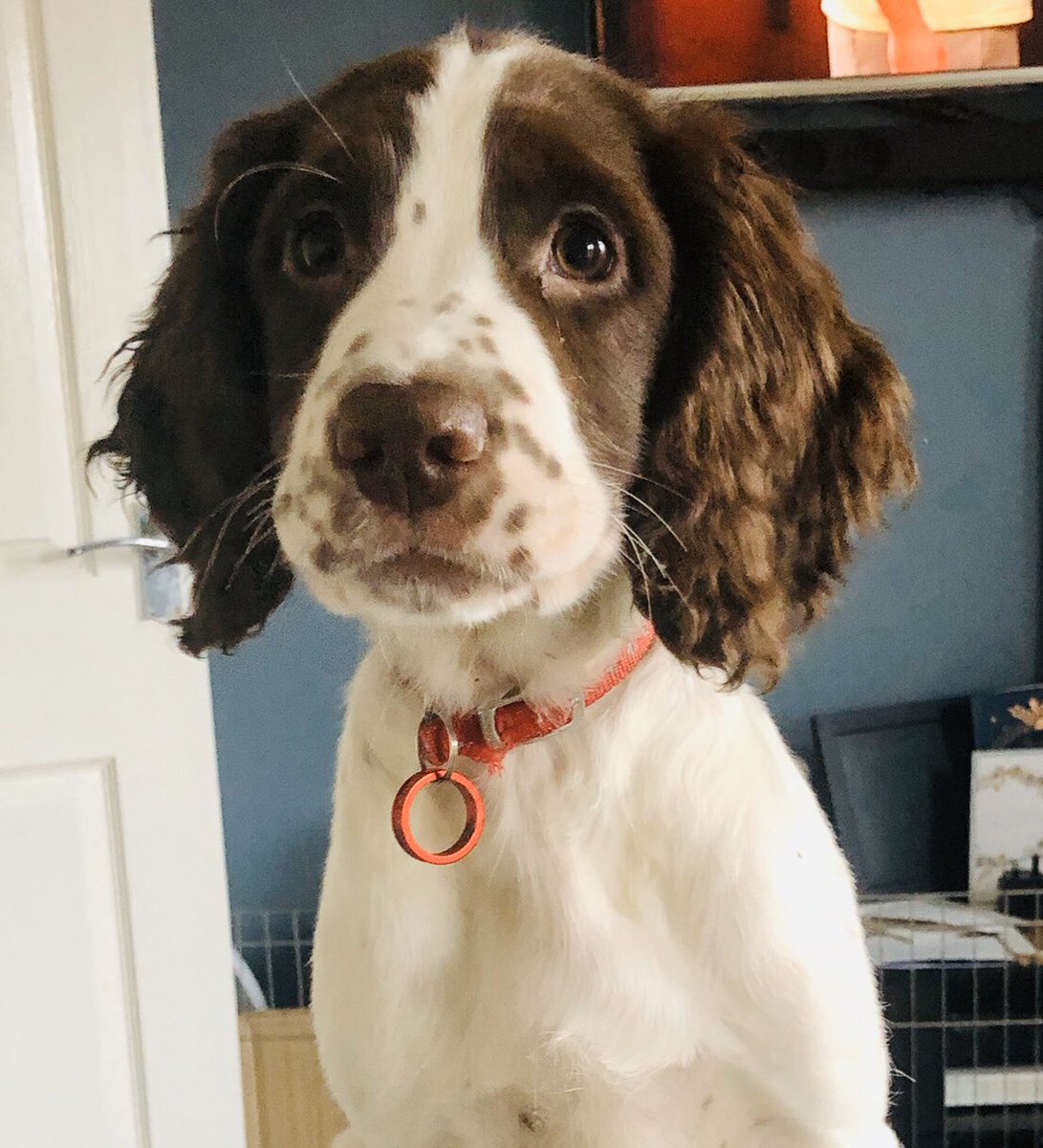 PawsHorizon's tweet photo. New Employee alert 🚨 Meet Squeaky our new puppy tester and see what she has to say about our New Raw Minces #rawfeeding #rawfeedingrebels #rawfeddog #rawfedcats #rawfed #wirraldogs #liverpooldogs #rawpetfood #dogs #cats #wirral #liverpool #wallasey #merseyside #chester #uk https://t.co/nbEE3rZXyK