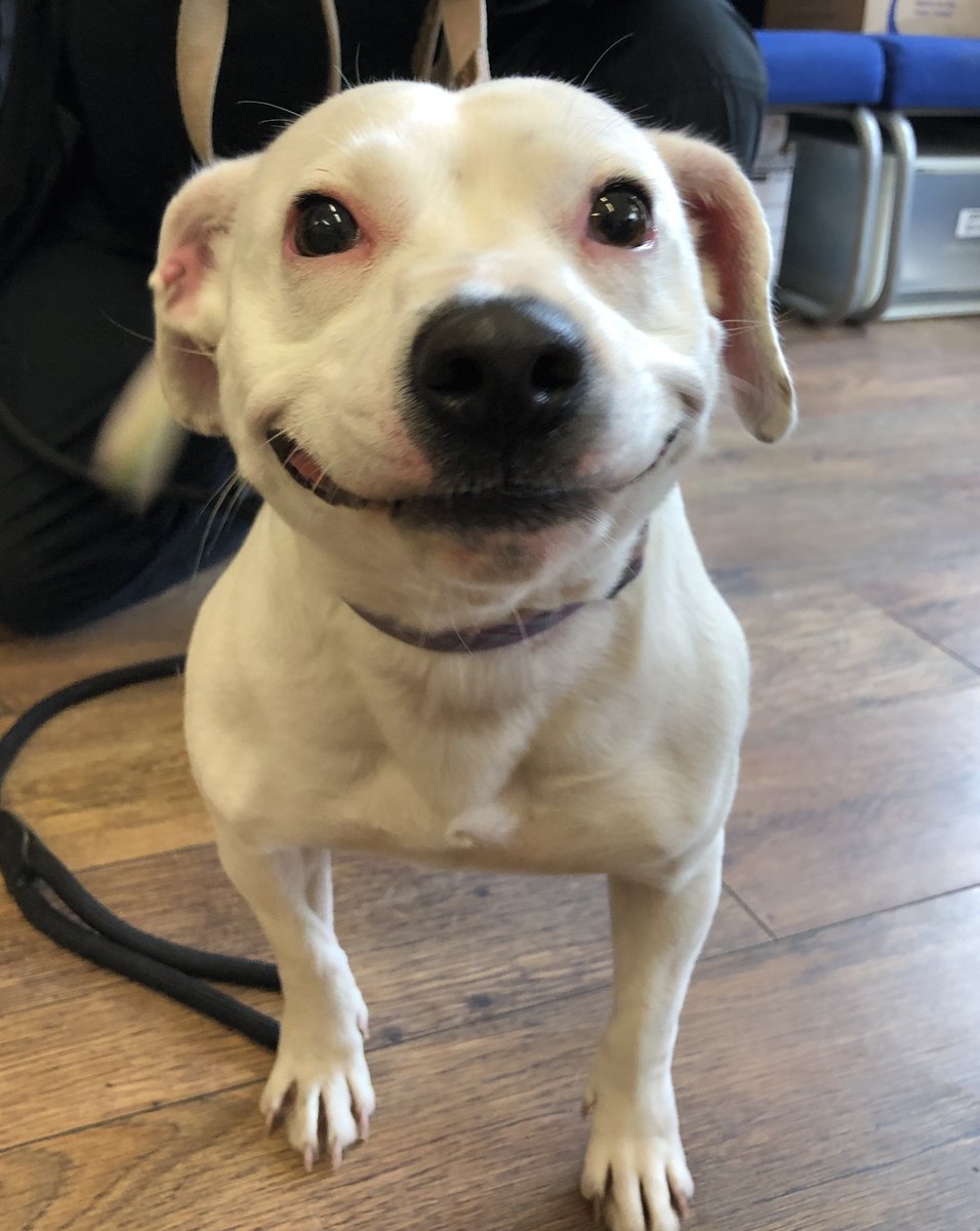 Join our #KeepBritainWagging campaign and share how your pup is keeping your spirits up. Complete the following sentence: ‘My dog is keeping me smiling by_____’ + post this with a pic or vid. Use the following #KeepBritainWagging #ADMhappytails and let’s spread some canine cheer!