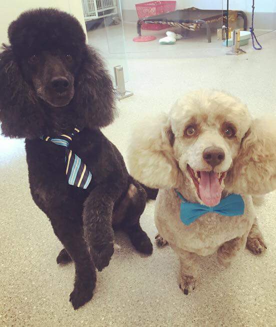 jodiemdavis's tweet photo. I run a tight ship #officedresscode #petsofUON #pawleagues #ausunipetwars https://t.co/l8GmiBXjt1