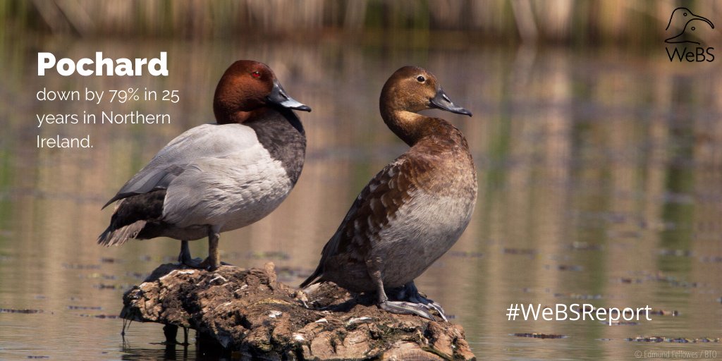 Pochard are declining across the UK and are increasingly reliant on protected areas. In Northern Ireland, almost no Pochard now occur outside protected areas.  http://www.bto.org/webs-annual-report  #WeBSReport  @JNCC_UK  @RSPBScience  @WWTconservation  @_BTO