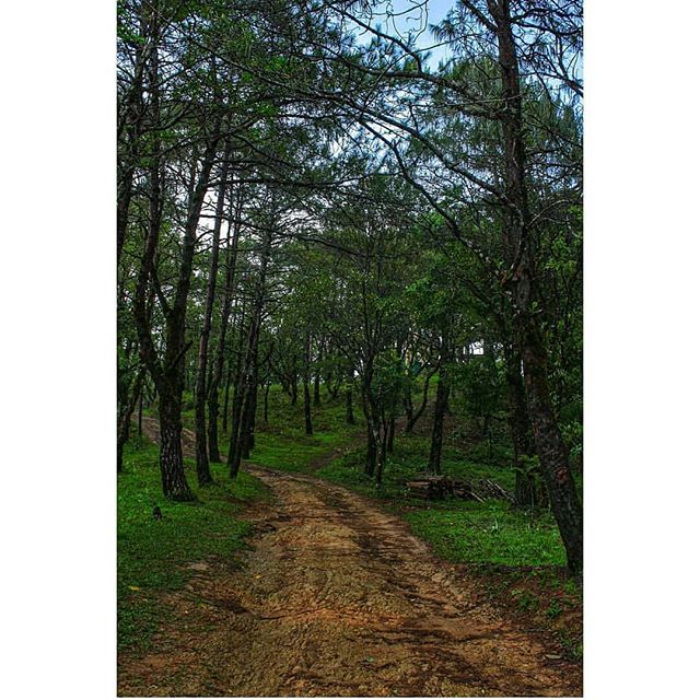 mizoraminsta's tweet photo. Theiriat tlang, Lunglei, Mizoram. 📷 @zidaliko_zoe
.
.
.
#theiriattlang #theiriat #forest #ramhnuai #tree #foresttree #thingkung #nature #path #pathway #lunglei #mizoram #MizoramInsta #northeastindia

📸 https://t.co/ZHSxc0843K via https://t.co/w819JmnL3V https://t.co/W078E4P3sw