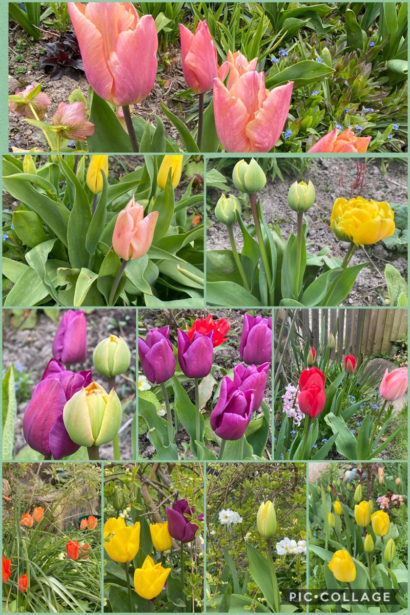 #tuliplove